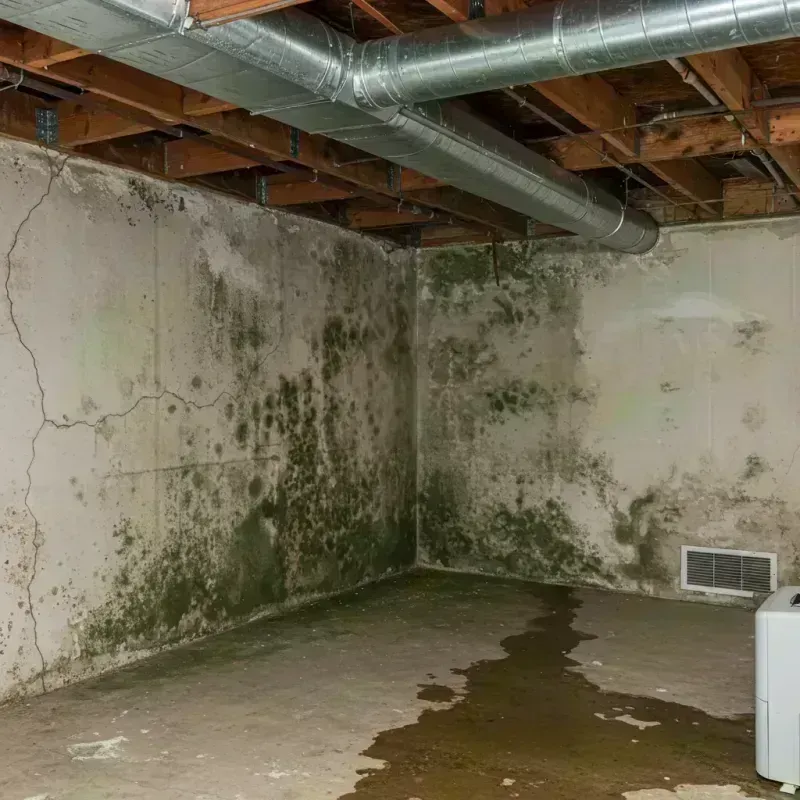 Professional Mold Removal in Lyon County, KY